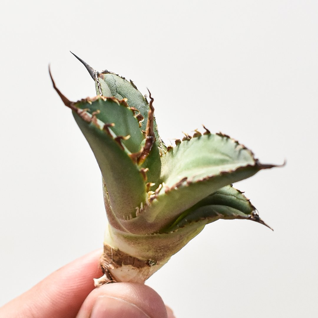 アガベ チタノタ 巨獣 / giant beast(dragon agave産) アガベ チタノタ 巨獣（giant beast）dragon agave産 アガベ チタノタ