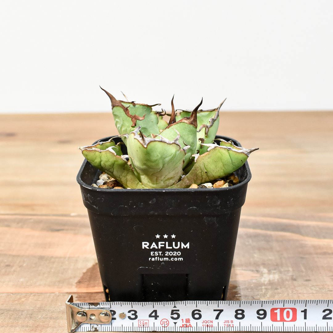 アガベ チタノタ アガベ チタノタ