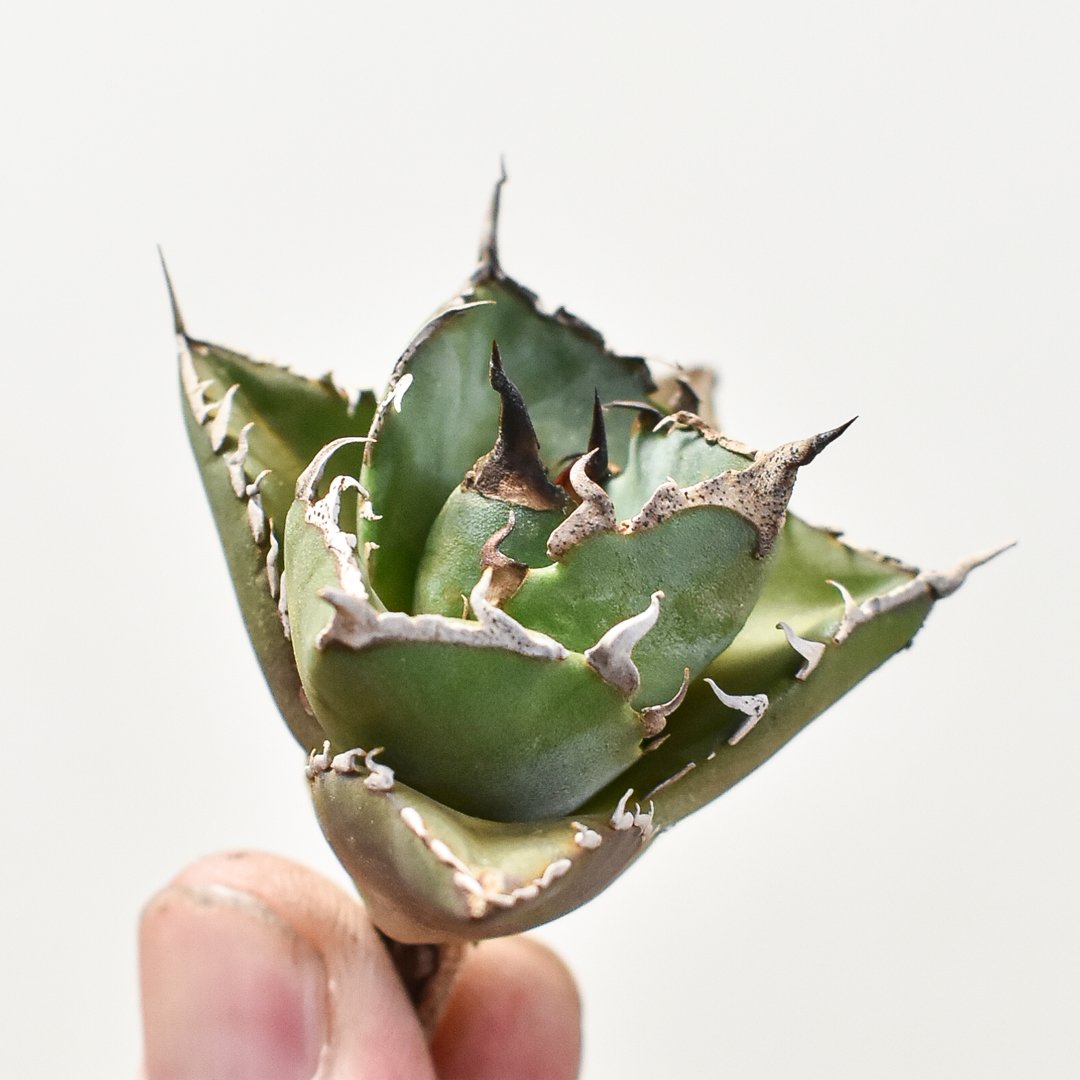 【親株出品】アガベ　ハデス　5号　台湾八角鉢　植え込み済み個体 親株出品】アガベ ハデス 5号 台湾八角鉢 植え込み済み個体 親株出品