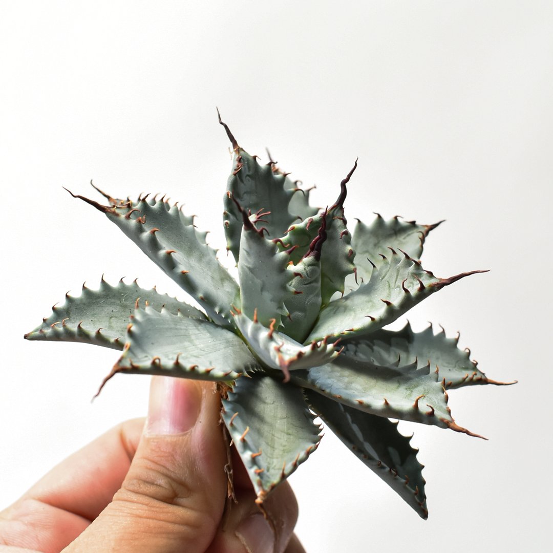 アガベ ハイブリット 特白肌怒雷神×象牙妖炎（陽炎エボリ）【台湾