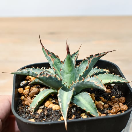 アガベ ハイブリット "五色万代×象牙妖炎"(ロファンサ×陽炎エボリスピナ)【台湾botanical_seeker産】A RF25011424
