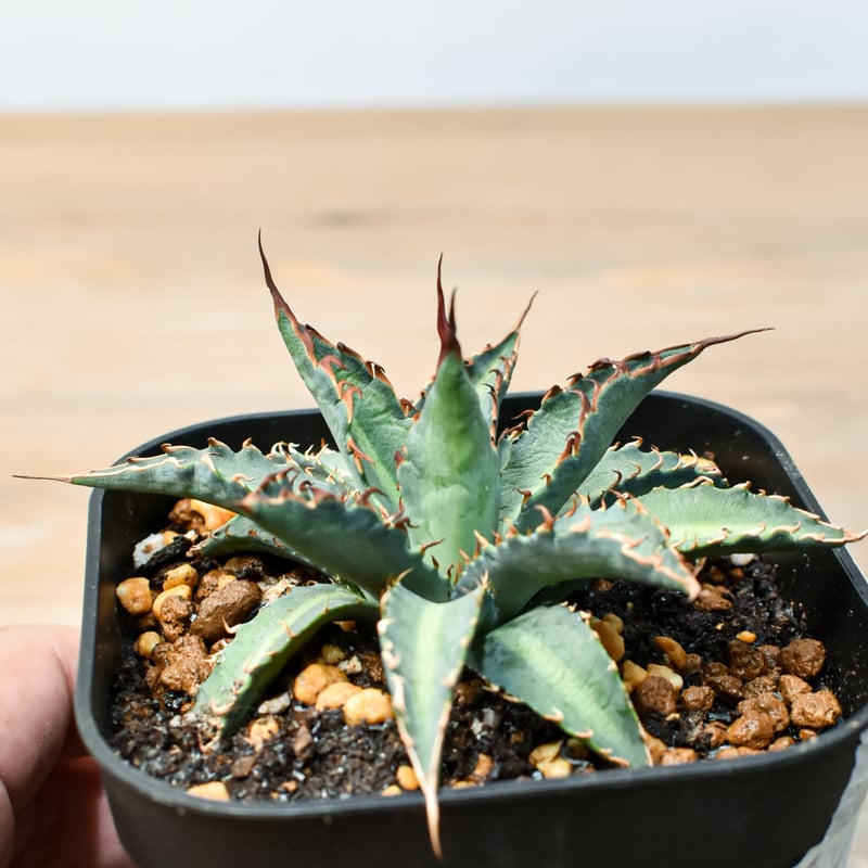 アガベ ハイブリット 