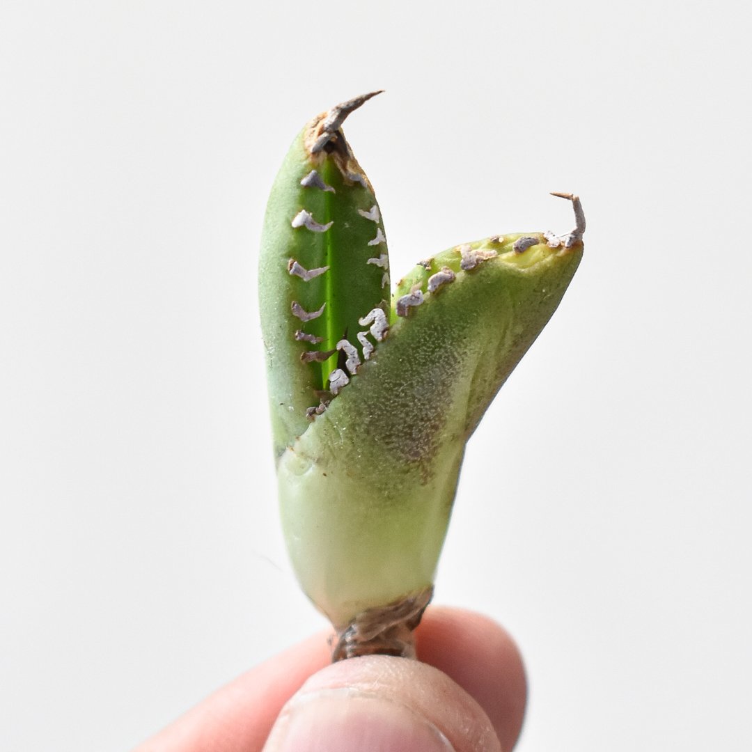 アガベ チタノタ 