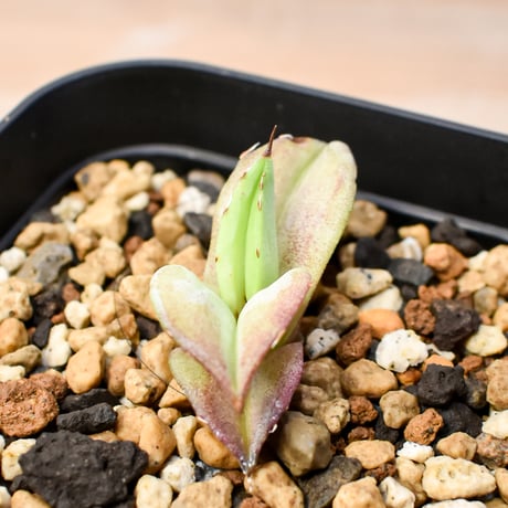 【RAFLUM育成株 5個セット】アガベ Mexico oteroi seeding / オテロイ実生 メキシコ産  【RAFLUM産/実生/子株】A