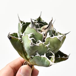 10/31(木)20:00】ブツブツ系の代名詞 麻花龍と、麻花のOC株をお手頃