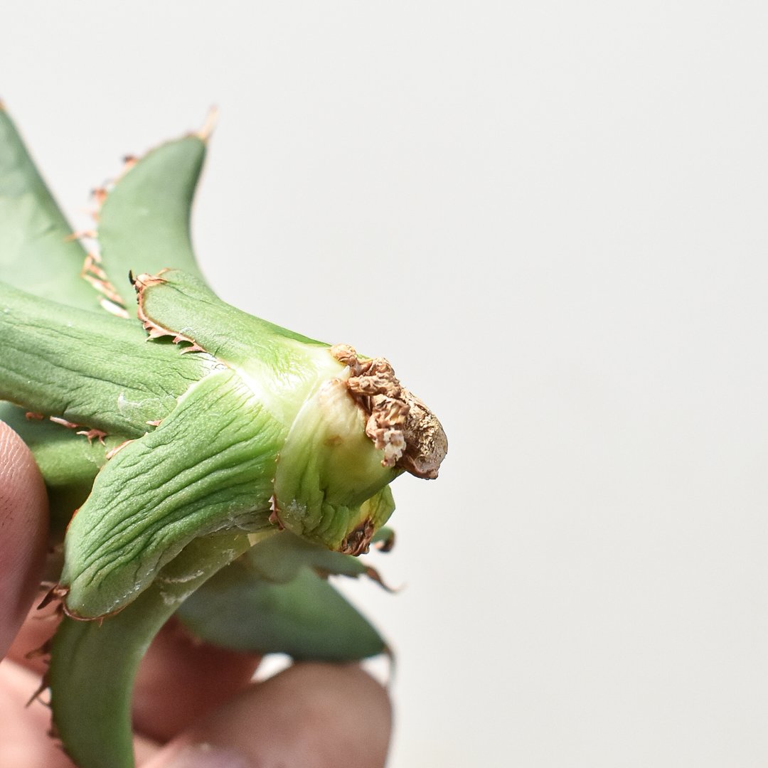 アガベ チタノタ チーター 