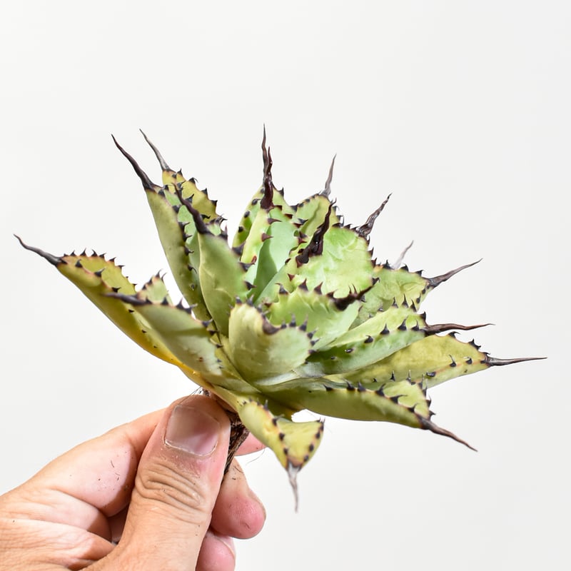 【ハイブリッド】親株出品　アガベ　曲刺八荒雷神　菊鉢6号　子株付き アガベ hyb 曲刺八雷 Lize産 八荒雷神① - メルカリ