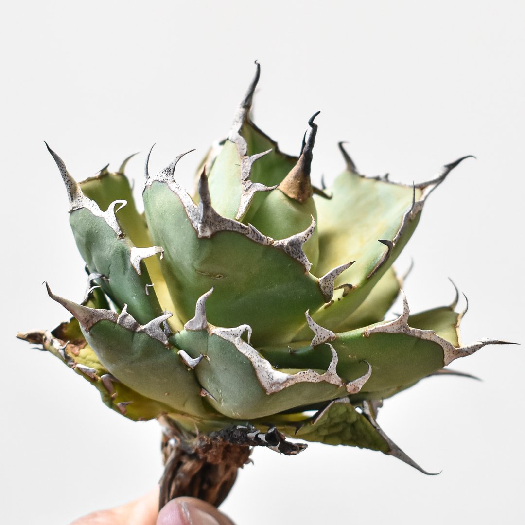 895 アガベ チタノタ ハデス 恐竜牙歯 Hades 黑蒂斯 5株 【公式通販】