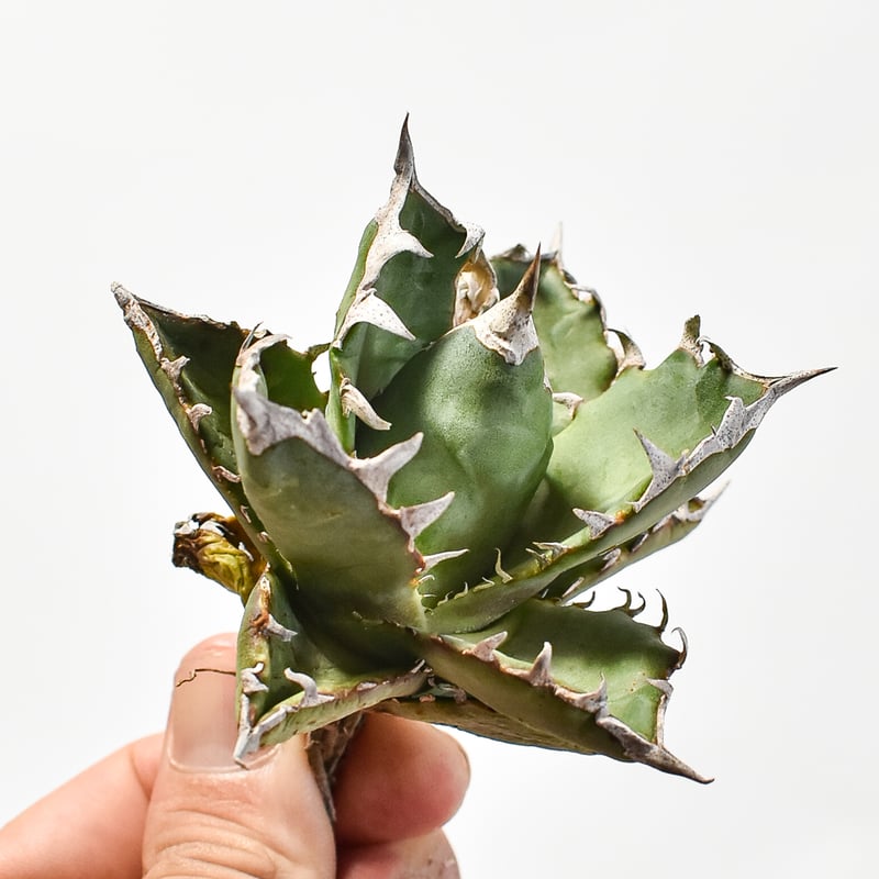 アガベ オテロイ 40 【公式通販】