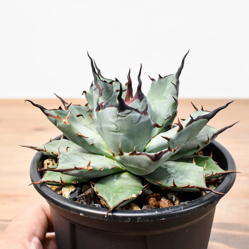 アガベ ハイブリット 象牙妖炎×黑帝斯 / エボリスピナ×ハデス 