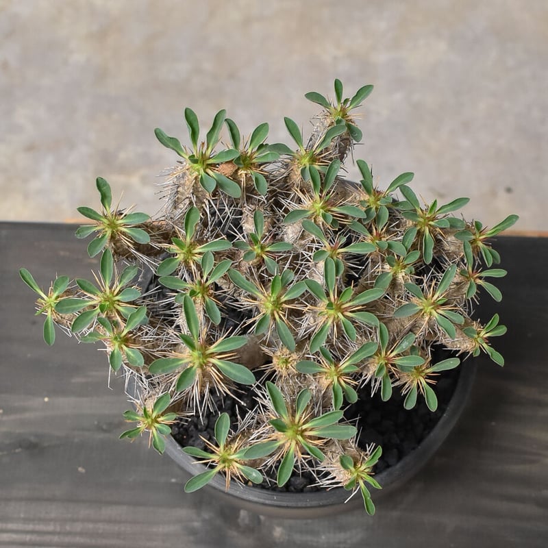 ユーフォルビア・ギラウミニアナ (発根済み) RF231708(T) | RAFLUM /