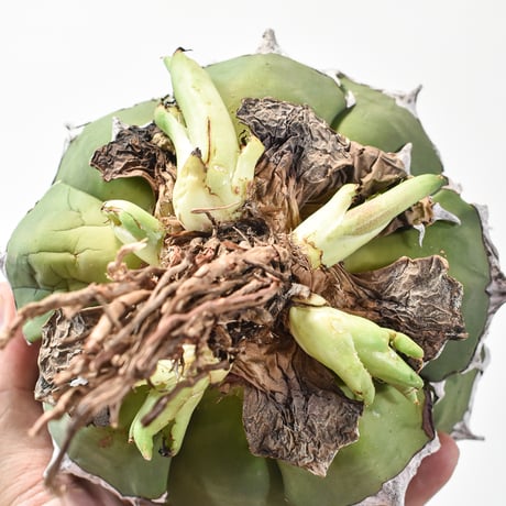 【精品ピカチュウA株直子】アガベ チタノタ "精品ピカチュウ/ 精品鬼爪" 【台湾 dragon agave産/抜き苗/子株】子B DG2402725(T)