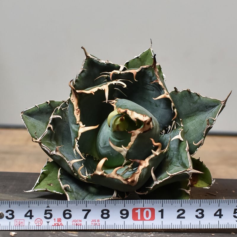 【超美株】アガベ　チタノタ　ボールタイプ agave titanota ボールタイプ | STORES
