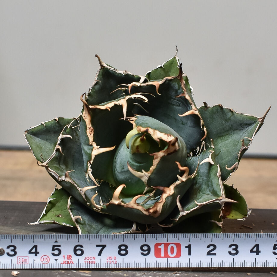 アガベ　白鯨　チタノタ　コレクション株　抜き苗発送　子株3つ付き　ボールタイプ アガベ 白鯨 チタノタ コレクション株 抜き苗発送 子株3つ付き