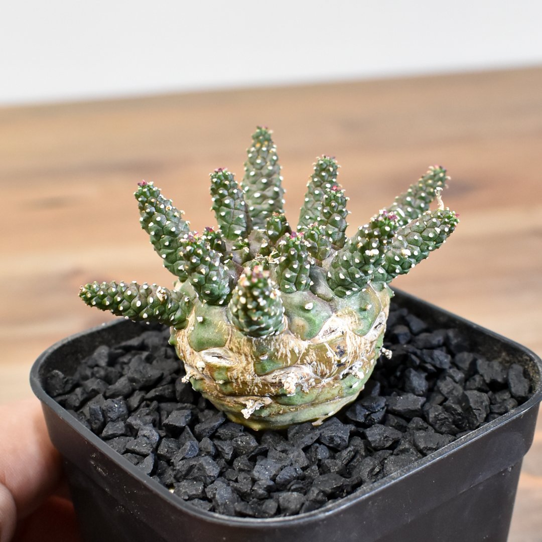 ユーフォルビア ガムケンシス【実生】RFHK25011180(T) | RAFLUM / ラフ