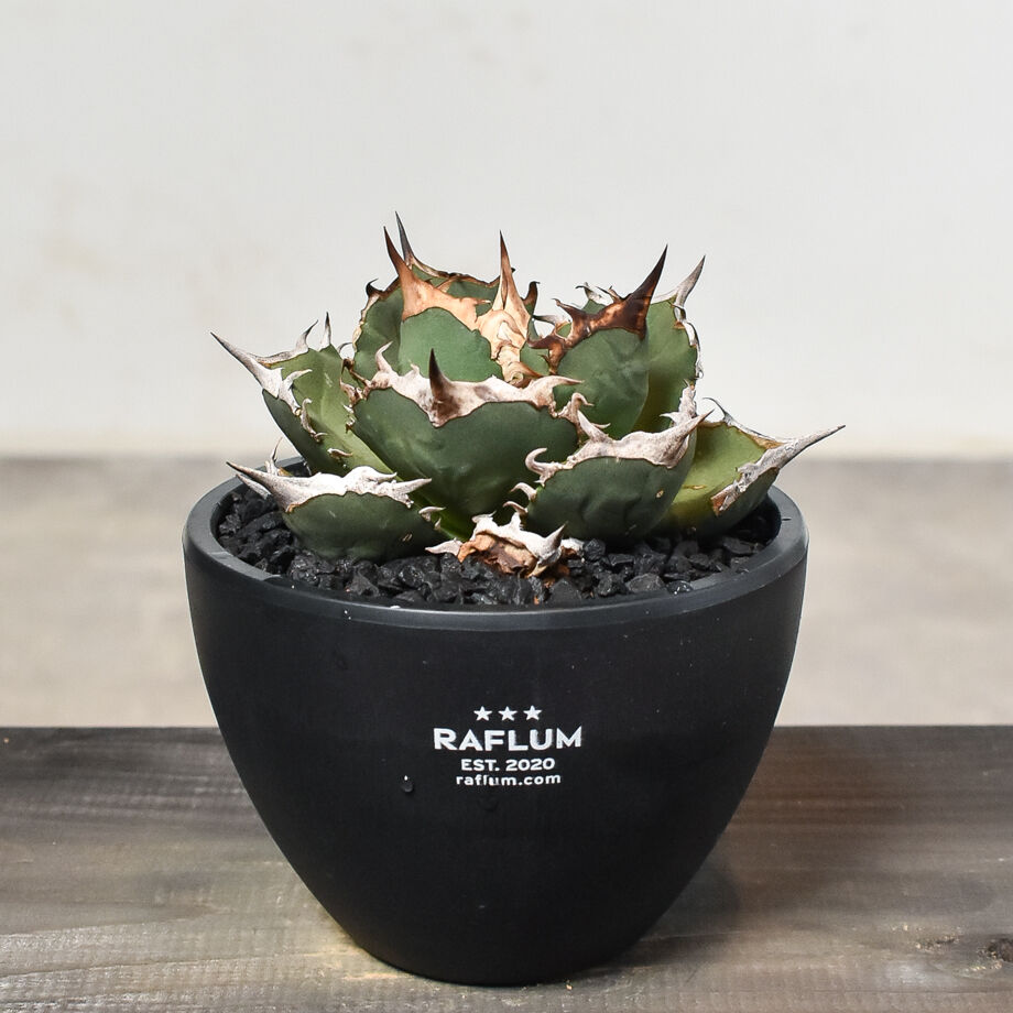 アガベ チタノタ 