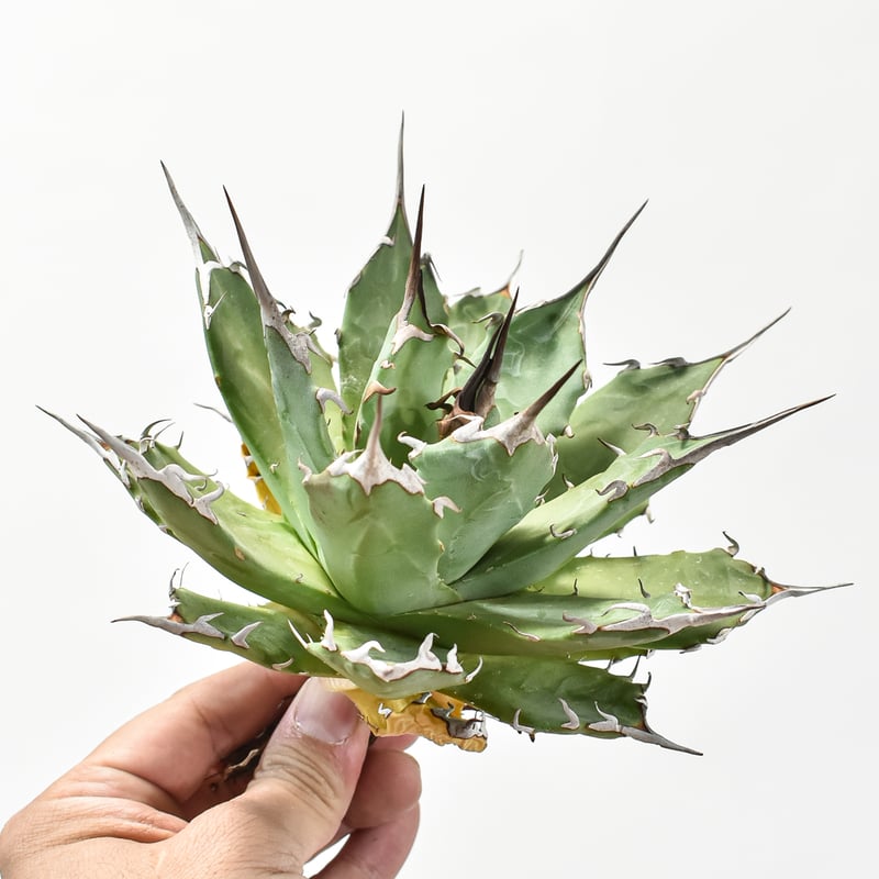 アガベ　トランカータ　ハイブリッド　大株　美株　パリ―　ネオメキシカーナ　吉祥天 アガベ トランカータ ハイブリッド 大株 美株 パリ― ネオメキシカーナ