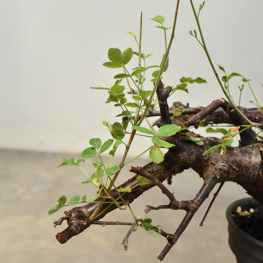 8/26値下げ　コミフォラ　ボラネンシス コミフォラ ボラネンシス 2 Commiphora boranensis | Mellow Yard