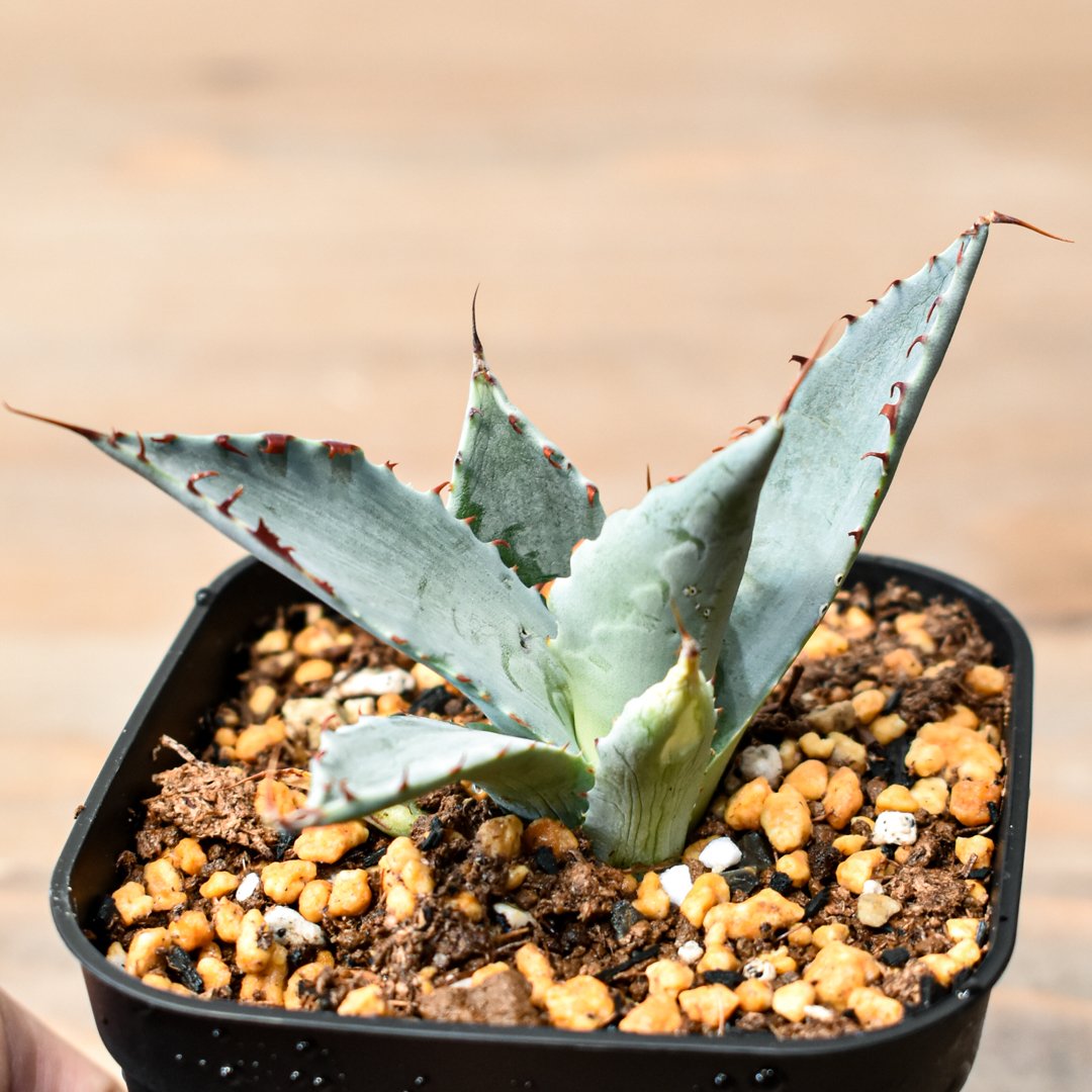 アガベ ハイブリット 