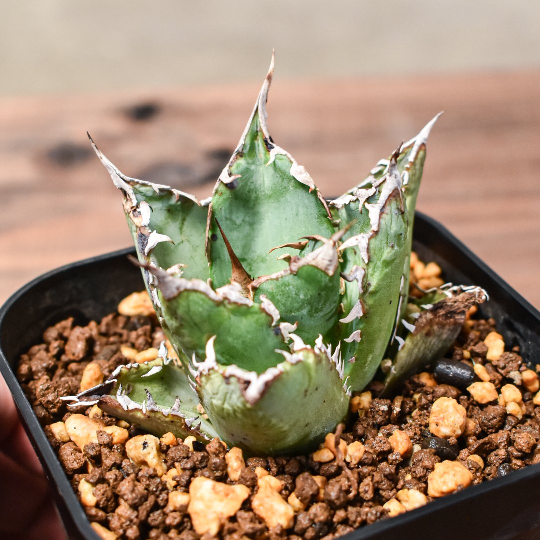 ソーラーエクリプス大株 アガベ チタノタ ソーラーエクリプス 