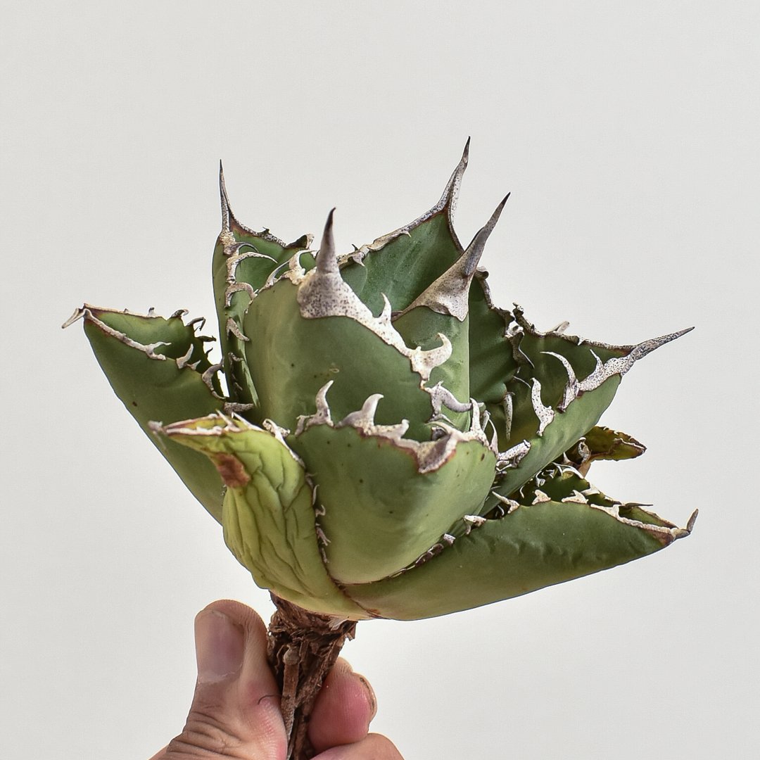 匿名配送【鉢ごと発送】選抜 ぶつぶつ 太棘 アガべ チタノタ 星空 TC