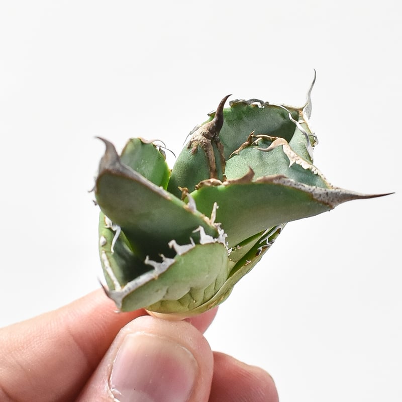 アガベ チタノタ DENNIS018 【台湾DENNIS産/抜き苗/子株】DN24028