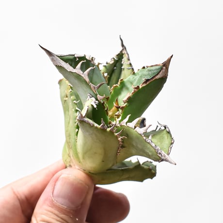 CATEGORY アガベ チタノタ 皇冠 | RAFLUM / ラフラム｜東京、大阪の