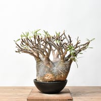 チレコドン レティキュラーツス 