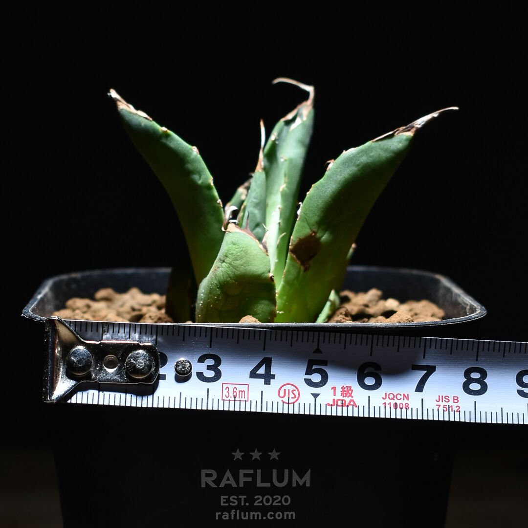 アガベ チタノタ ハデス 