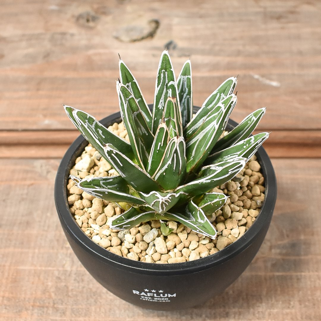 アガベ ビクトリアレジーナ 