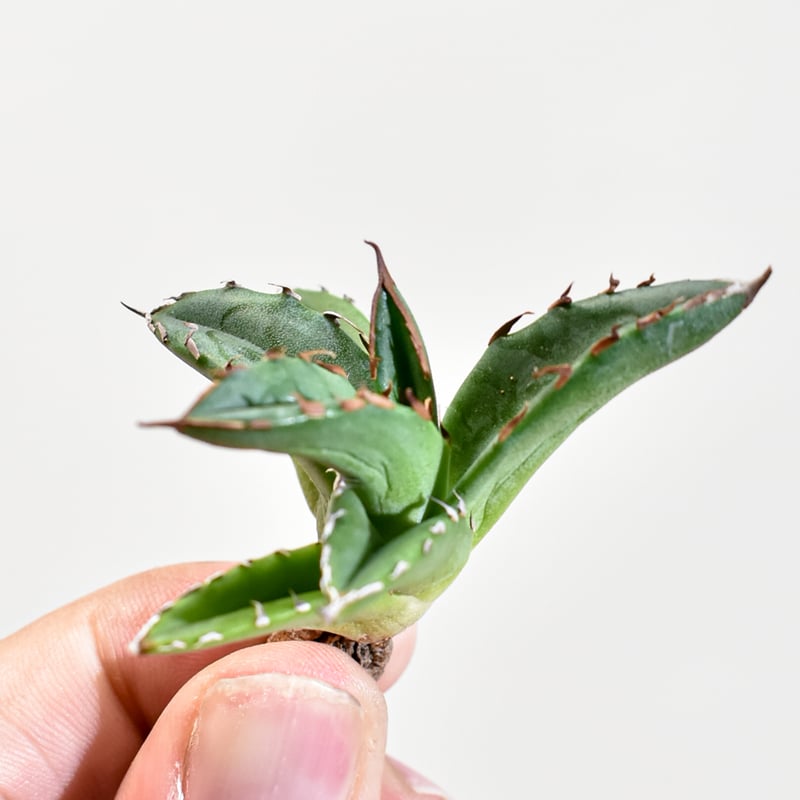 アガベ Dennis ハイブリッド 姬嚴龍x笹之雪 【台湾DENNIS産/抜き苗