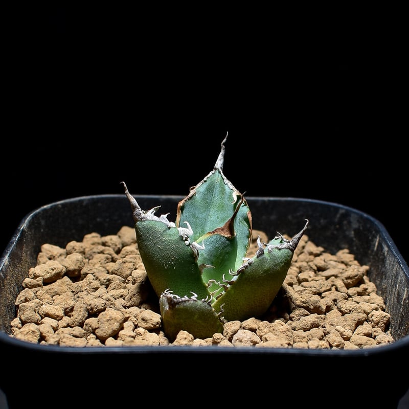 アガベ チタノタ 