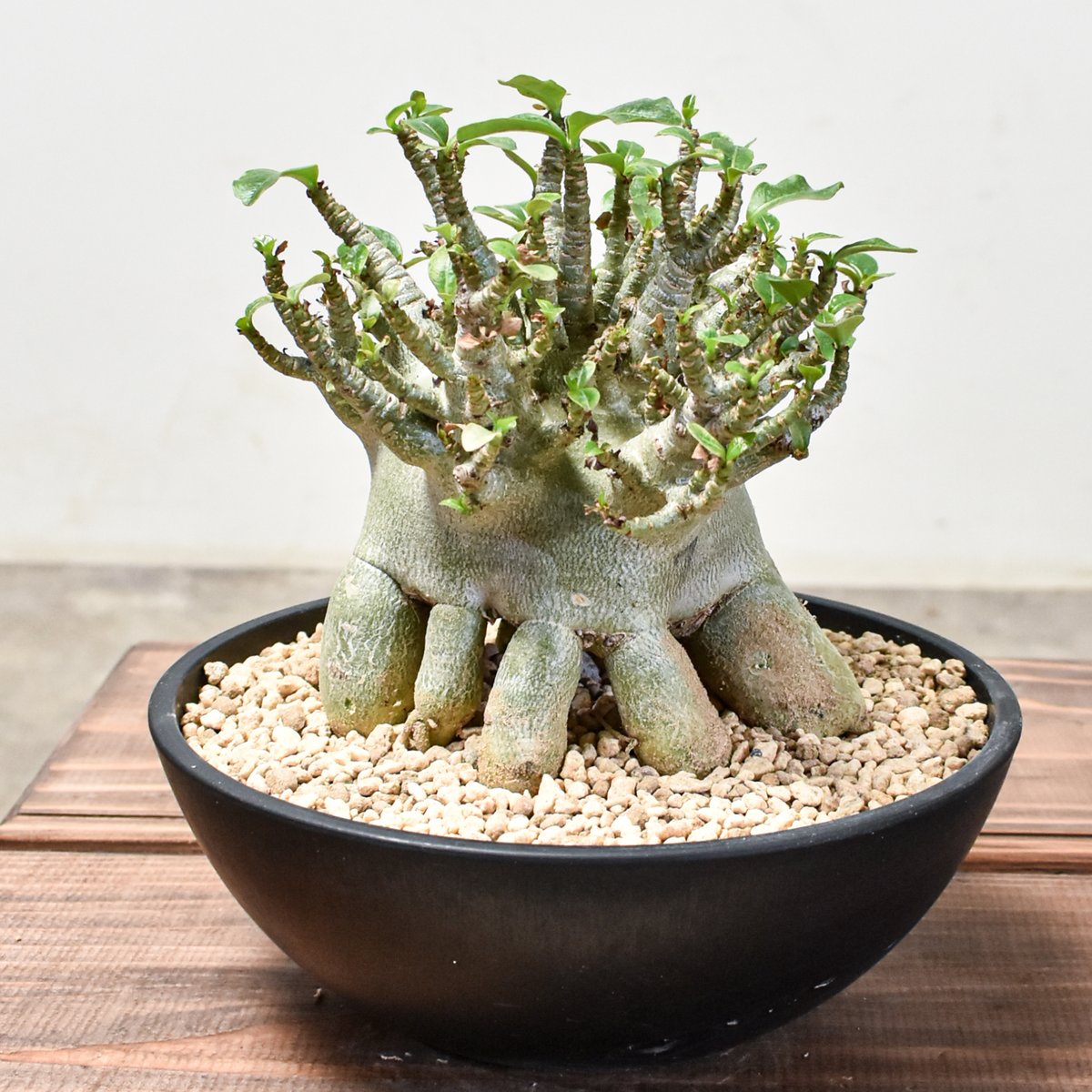 アデニウム　大株 fit=scale-down,w=1200