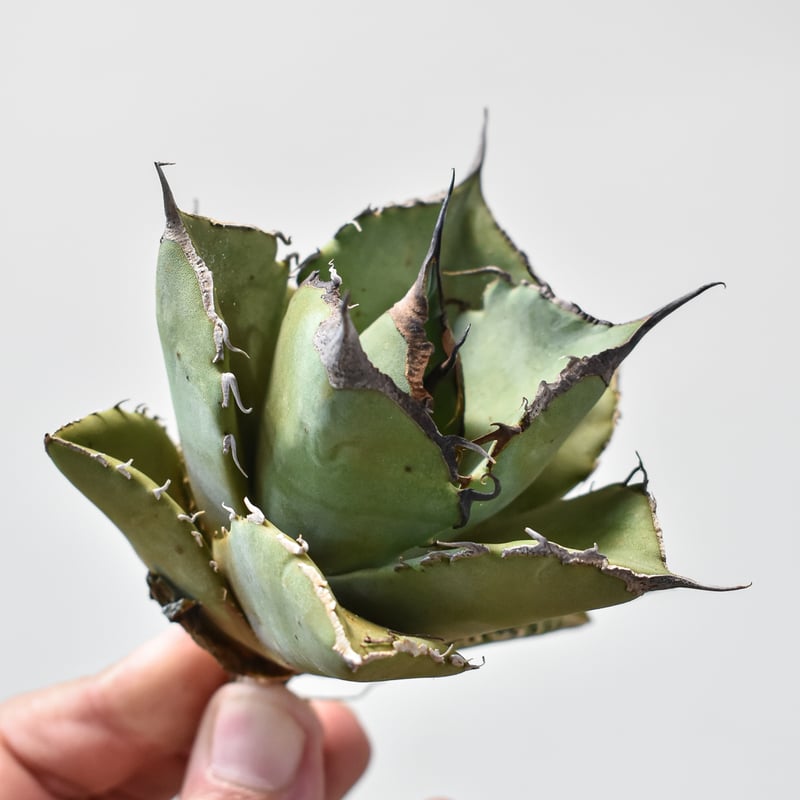 アガベ チタノタ 黒豹　龍球荟産 アガベ・チタノタ 黒豹（小株）-025｜agave titanota black