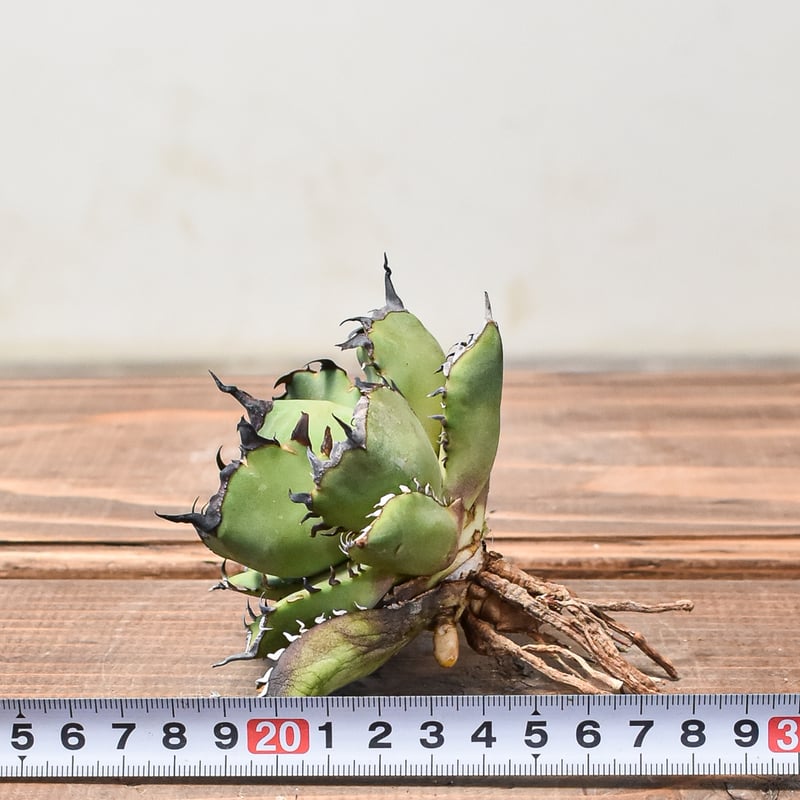アガベ 黒鯨 綴化 agave 丸かっ