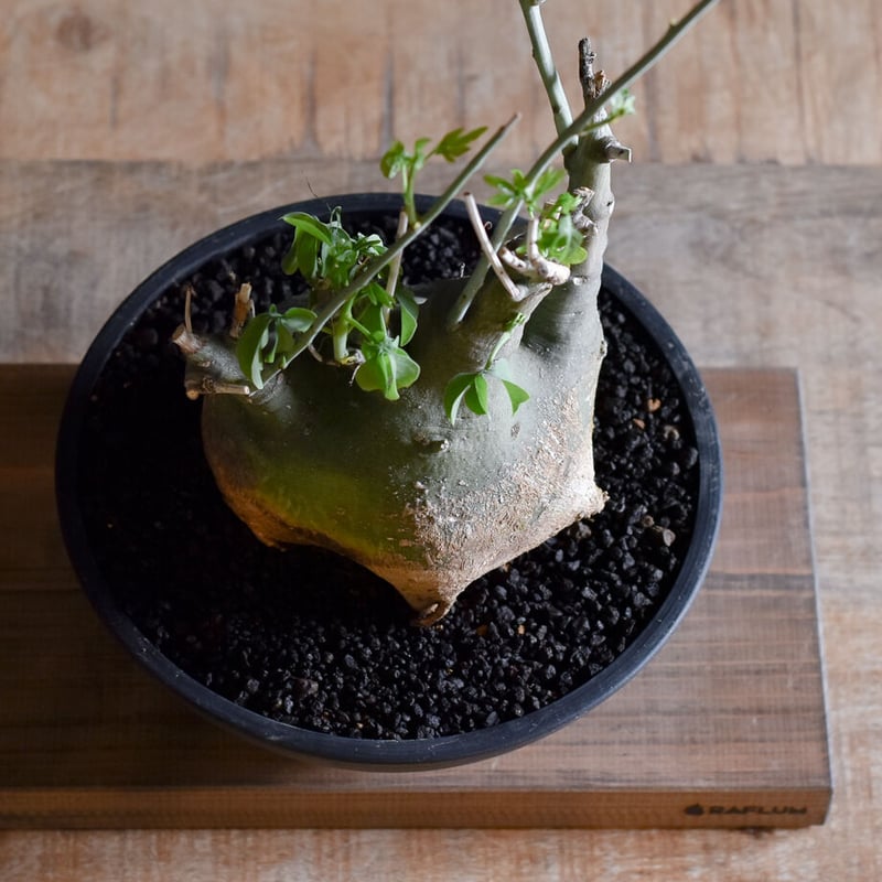 アデニアグラウカ【ツートンカラーの幹が魅力の大注目株