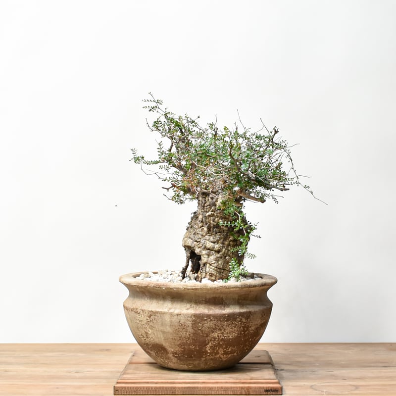 RAFLUMコレクション】オペルクリカリア パキプス 