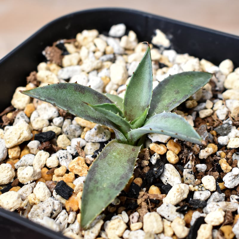 アガベ ハイブリット 