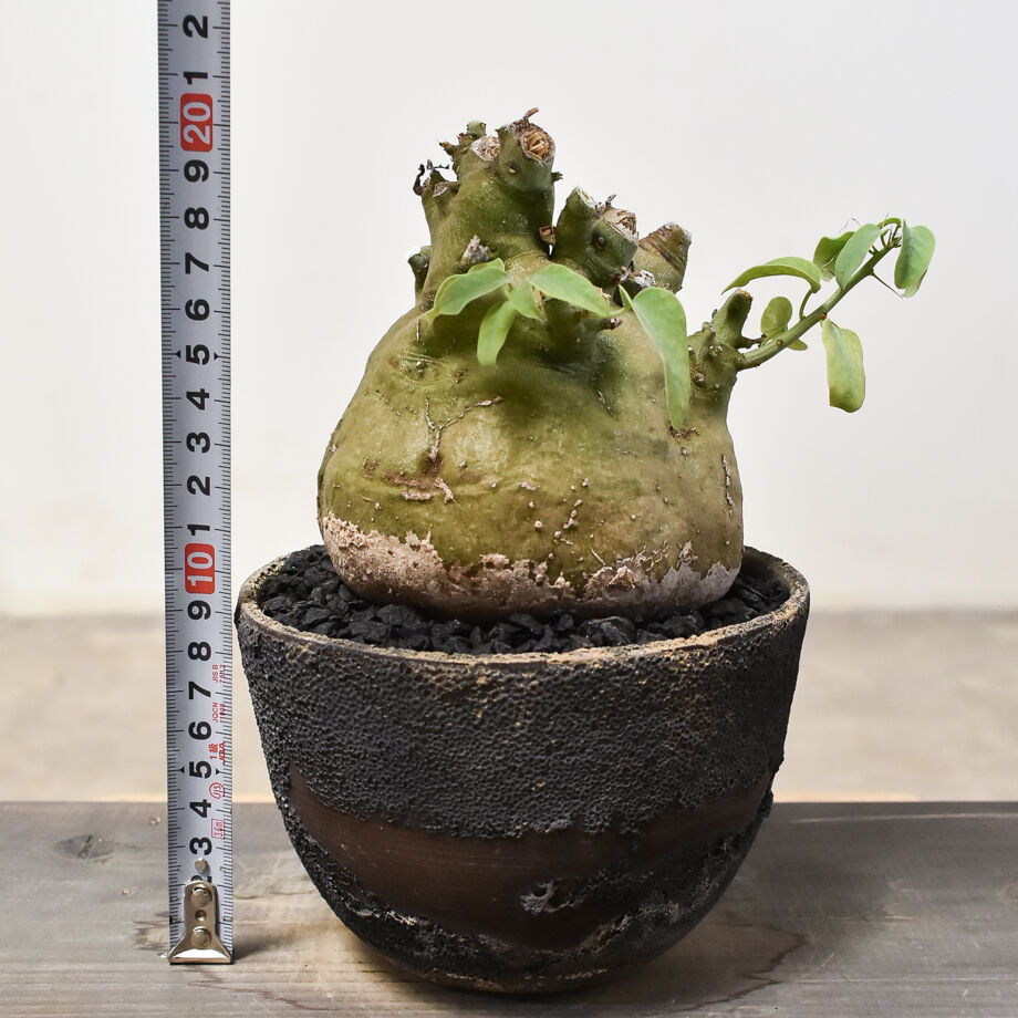 RAFLUMコレクション】アデニア スピノーサ （発根済み）RF231820