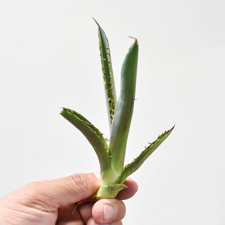 CATEGORY アガベ チタノタ チーター/猟豹 | RAFLUM / ラフラム｜東京