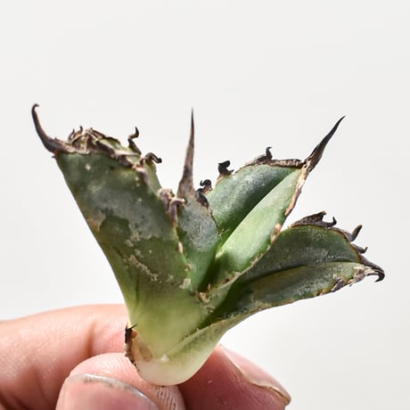 CATEGORY アガベ チタノタ 黒犀牛 | RAFLUM / ラフラム｜東京、大阪の