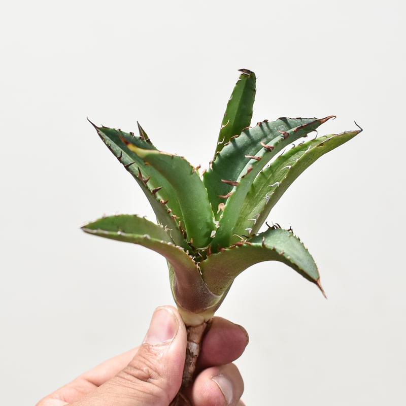 アガベ チタノタ チーター 