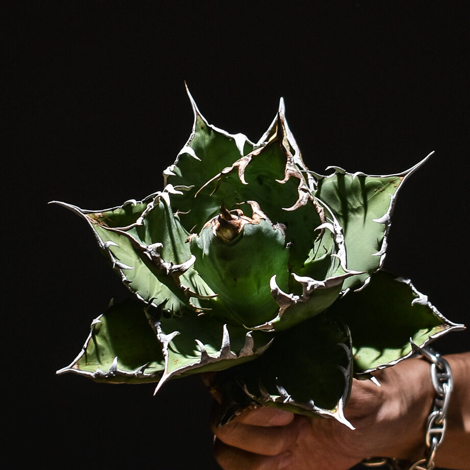 アガベ チタノタ 