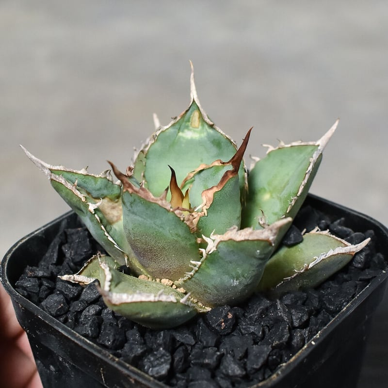 大阪正規品 AGAVE titanota sharksoui アガベ チタノタ 子株