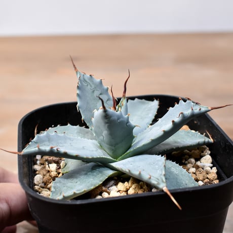 アガベ ハイブリット 日系イシスメンシス×象牙妖炎（陽炎エボリ）【台湾botanical_seeker産】RF25011377
