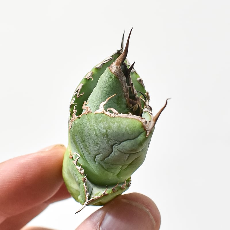 アガベ チタノタ 