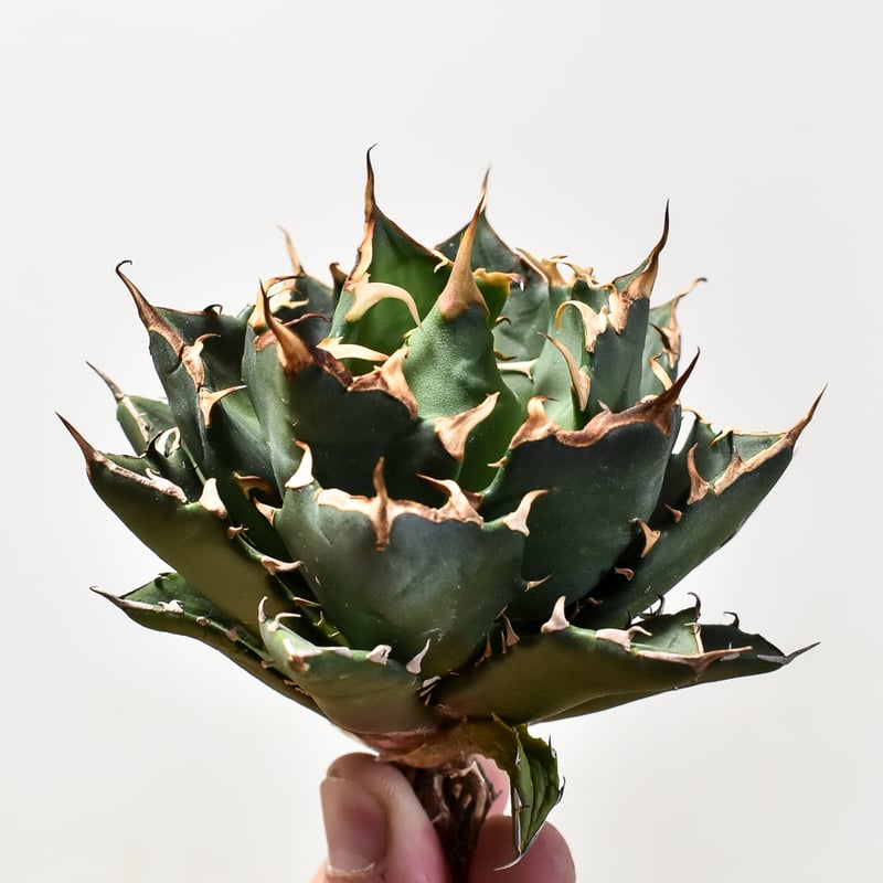 アガベ チタノタ 