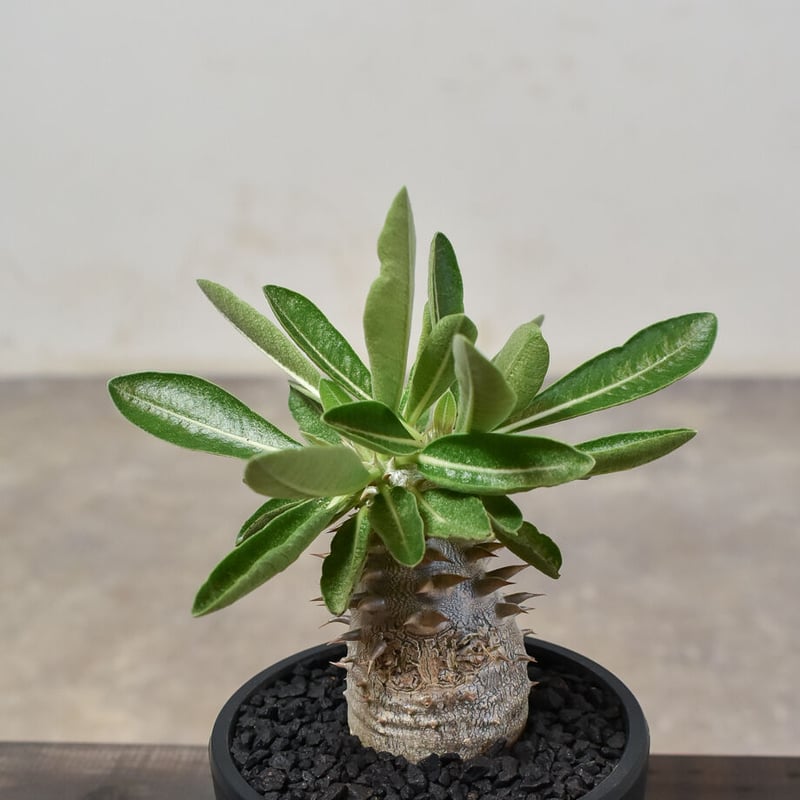 パキポディウム・デンシカウレ 