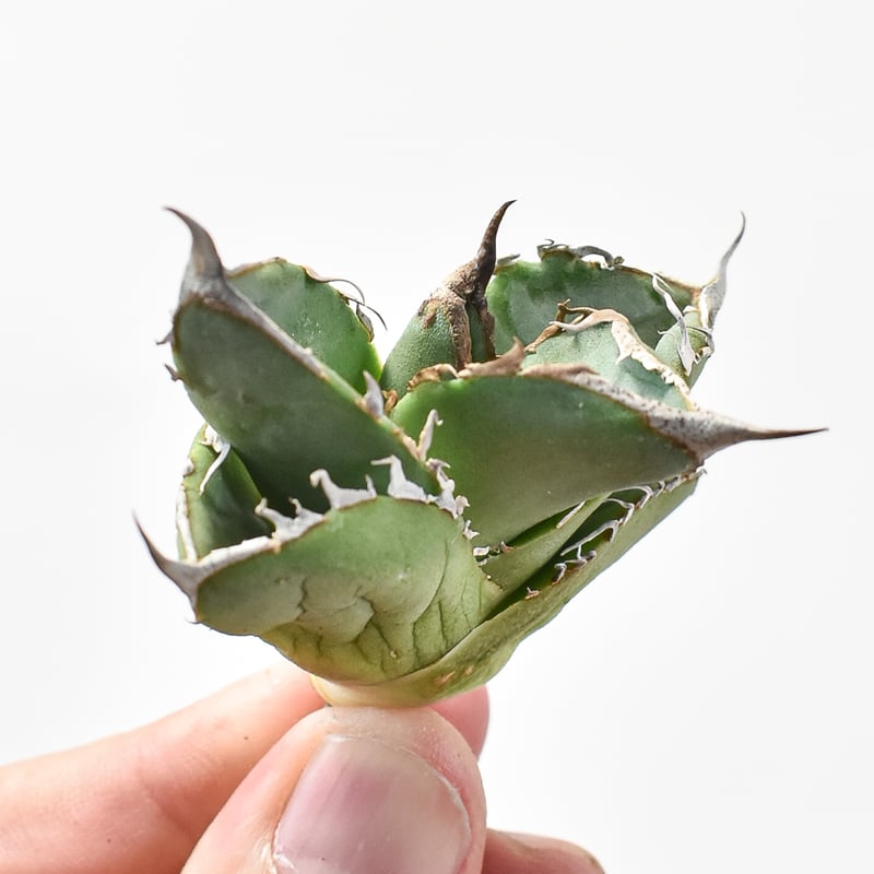 アガベ チタノタ DENNIS018 【台湾DENNIS産/抜き苗/子株】DN24028