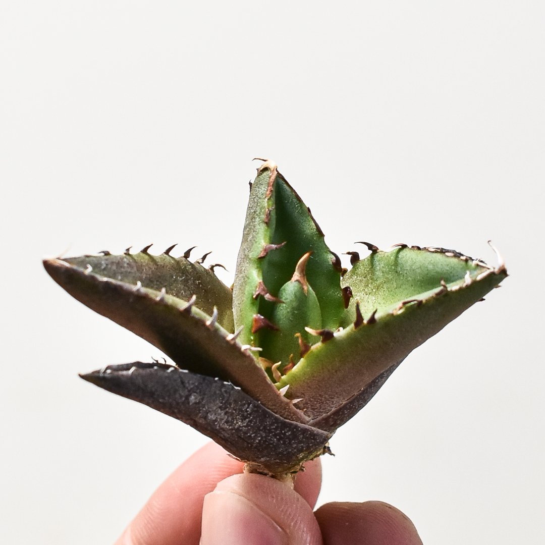 アガベ チタノタ ハデス / 黒帝斯、恐竜牙歯 【台湾 dragon agave産/TC